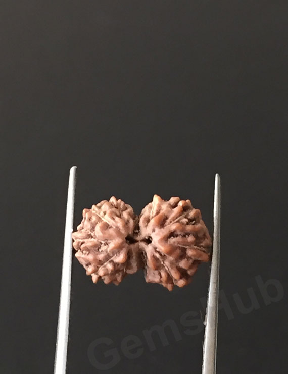 Gauri Shankar Rudraksha Certified (Indonesian Origin) Size-12.51 mm